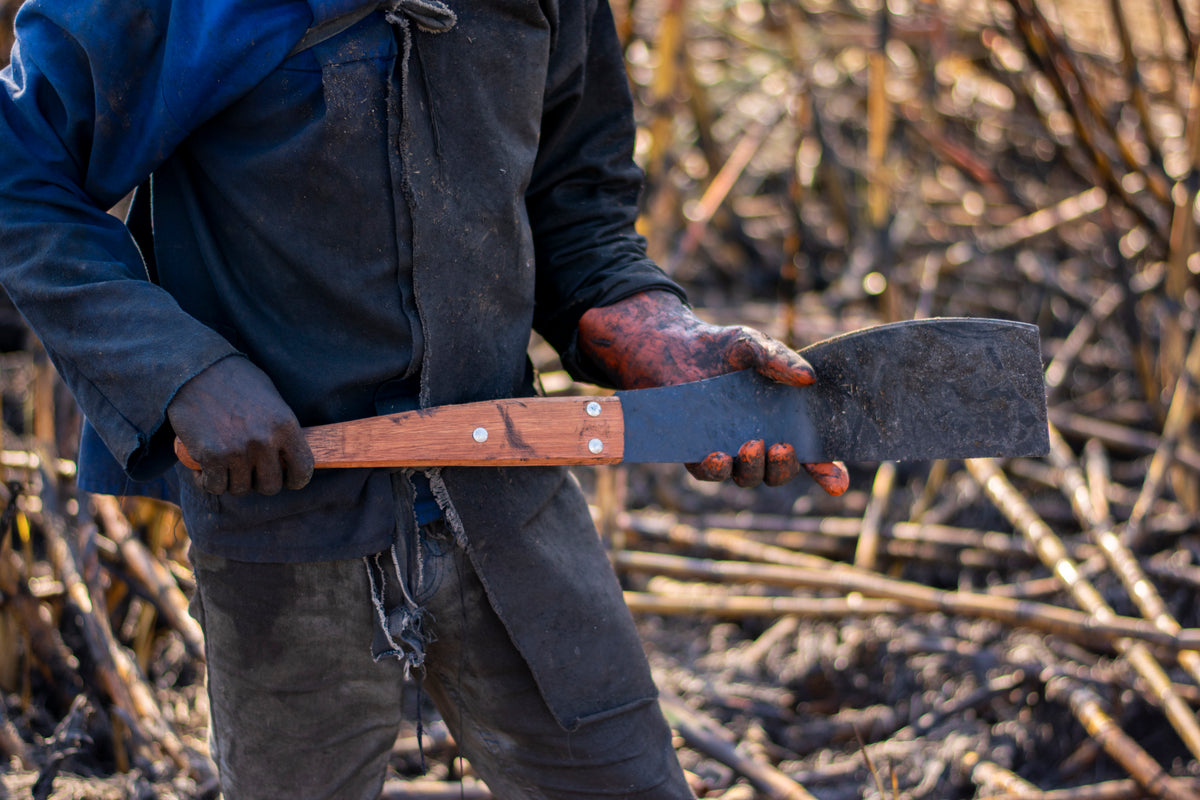 Okapi Cane Knife photographed in a cane field
